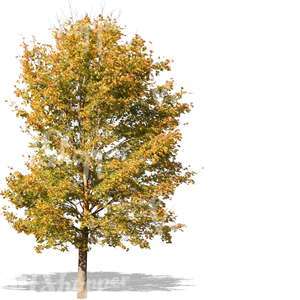 cut out autumn tree