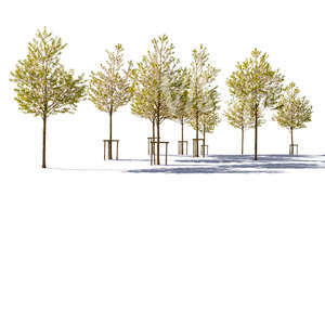 cut out group of blossoming cherry trees