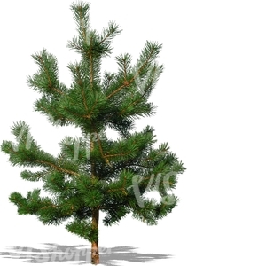 cut out young pine
