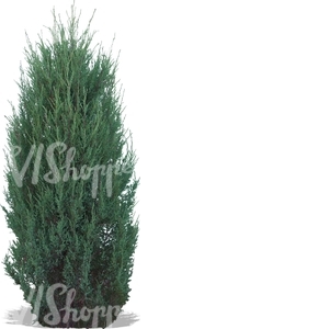 cut out medium thuja
