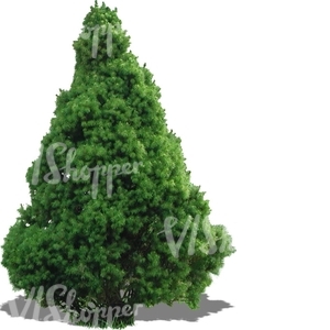 cut out small evergreen tree