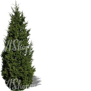 cut out juniper