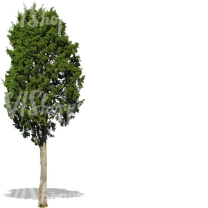cut out tall juniper tree