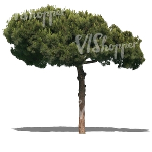 cut out conifer