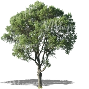 cut out small conifer