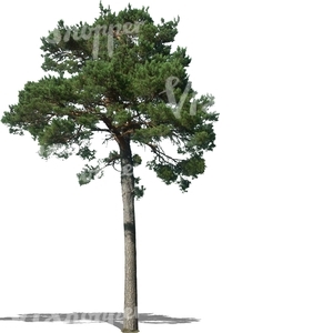 cut out tall pine tree