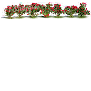 cut out rose bush hedge