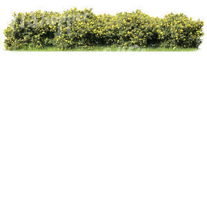 cut out row of tundra roses