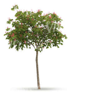 cut out small tree with pink blossoms