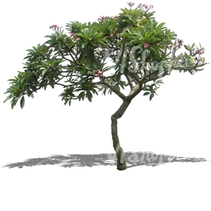 cut out tropical tree with pink blossoms