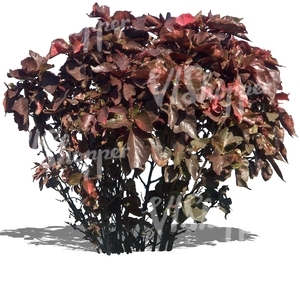 cut out bush with reddish leaves