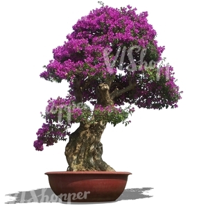 cut out blooming bonzai tree in a pot