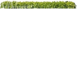 cut out hedge