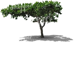 cut out deciduous tropical tree