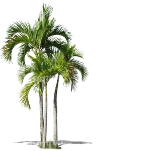 three cut out palm trees