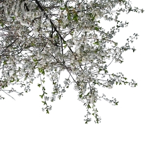 cut out blooming cherry tree branch