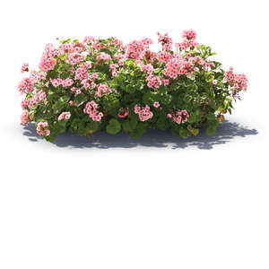 cut out backlit geranium with pink blossoms