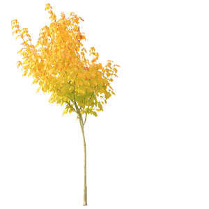 cut out small maple with yellow leaves