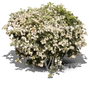 bush with white blossoms