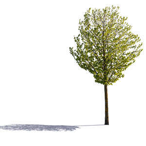 cut out backlit small tree