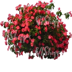 cut out plant with red blossoms