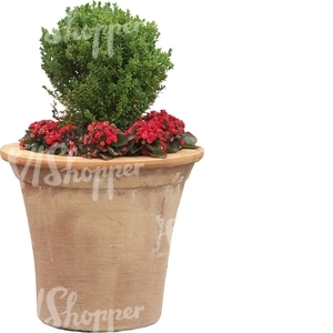 small plant in a clay pot