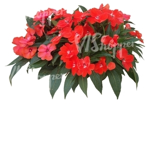 cut out small plant with red blossoms