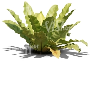 cut out small plant