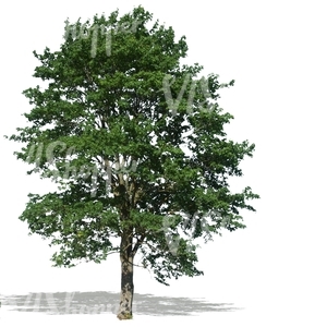 cut out big tree