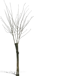 cut out small bare tree