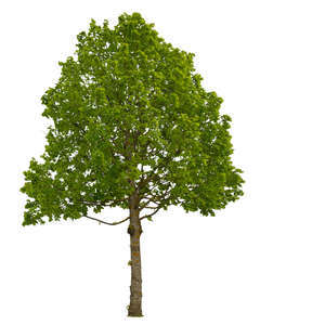 cut out linden tree in ambient light