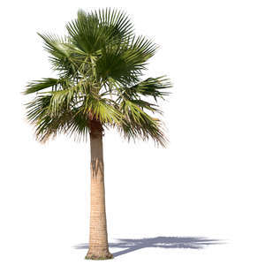 cut out medium size palm tree