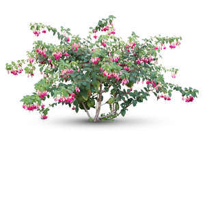 cut out blooming lyre-flower