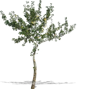 cut out small apple tree with apples