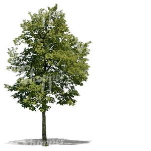 cut out tall linden tree