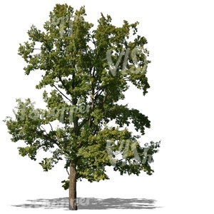 cut out tall oak