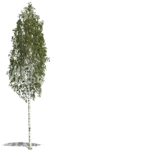 cut out tall birch
