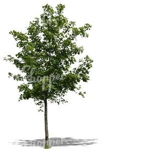 cut out small maple tree