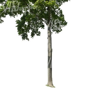 cut out trunk of a maple tree