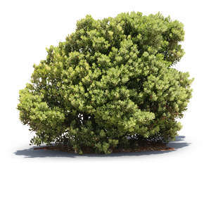 cut out big bush