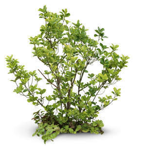 cut out sparse bush