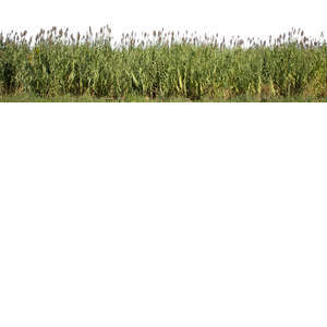 cut out tall grass