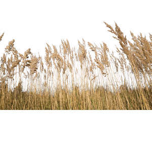 cut out dry grass