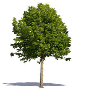 cut out medium size linden tree in direct sunligt