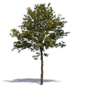 cut out rowan with berries