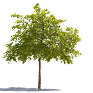cut out backlit deciduous tree