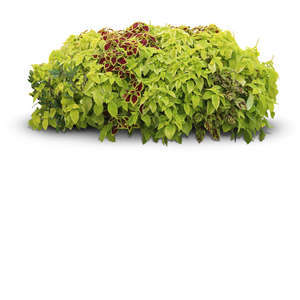 cut out multicolored bush