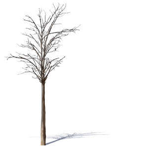 cut out leafless tree