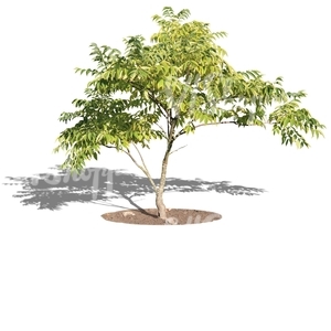 cut out small tree