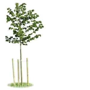 cut out young tree with a support crate